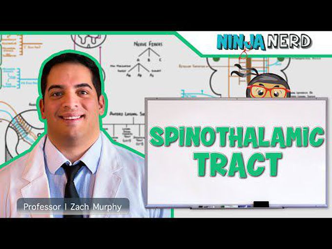 Pain Physiology:
Spinothalamic Tract