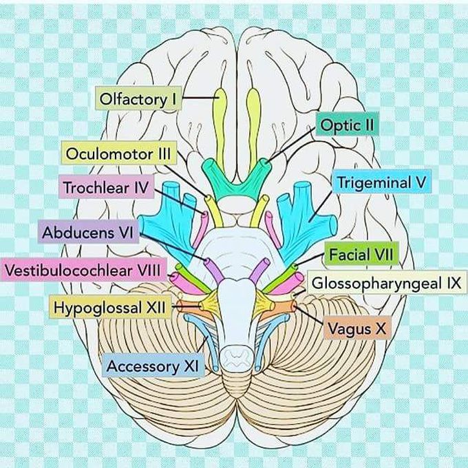 Cranial nerves##
