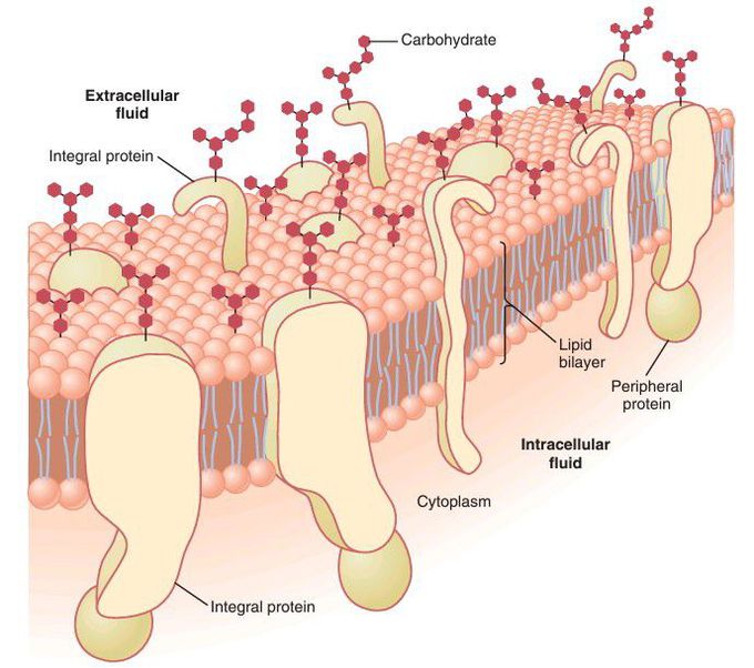 Cell membrane