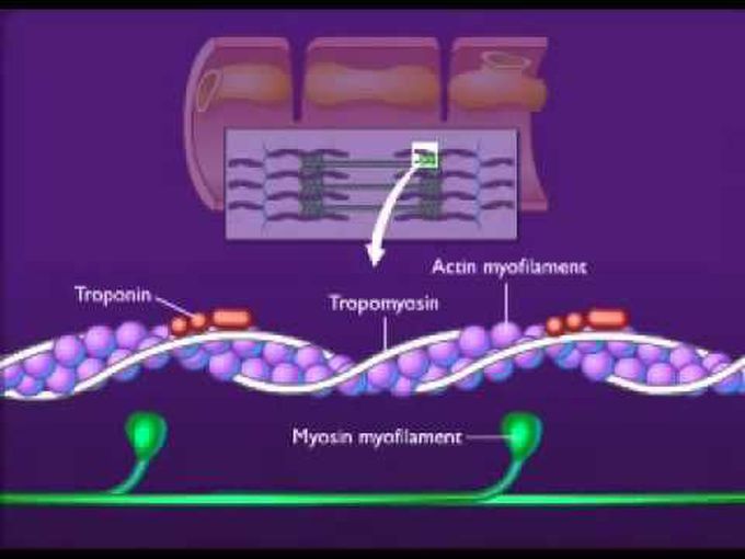 Skeletal Muscle Contraction -
A Speedy Review