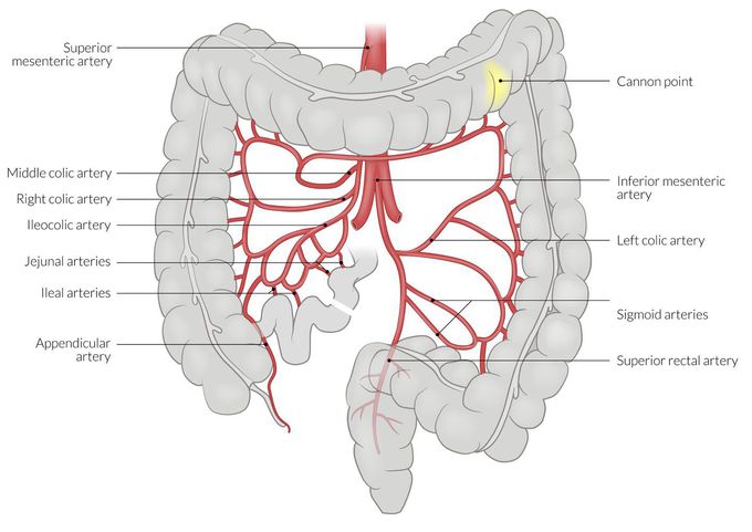 Blood supply of large intestine.