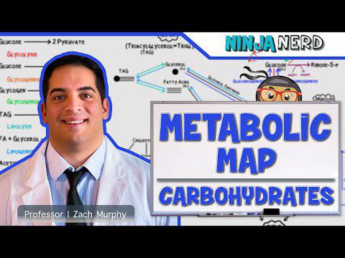 The Metabolic Map of Carbohydrates