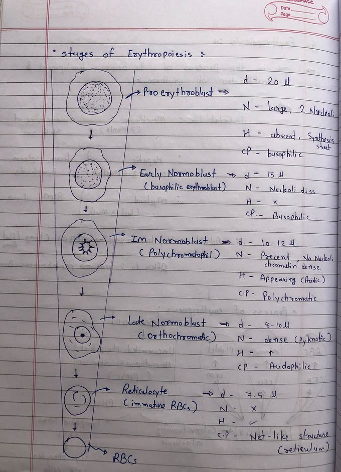 Stages of erythropoiesis