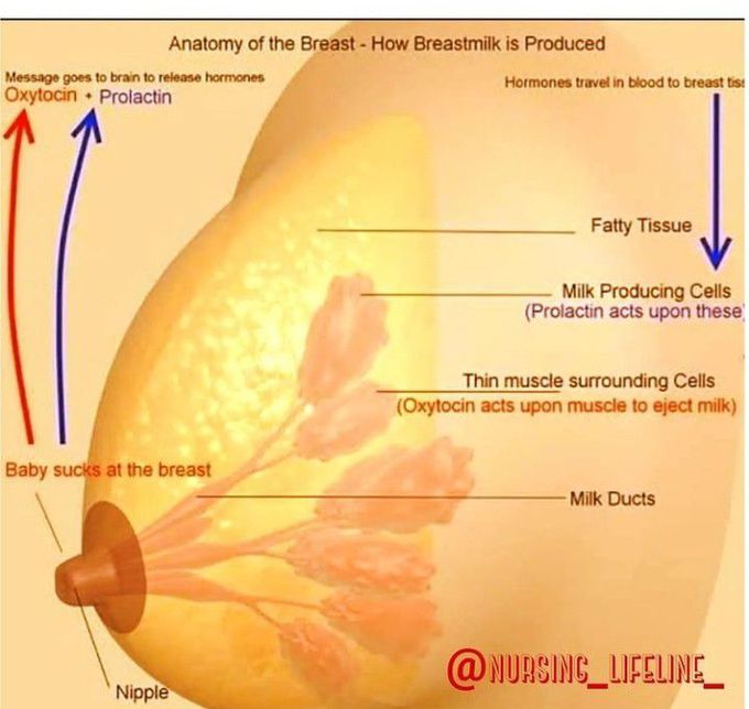 Anatomy of Breast - How milk is produced?