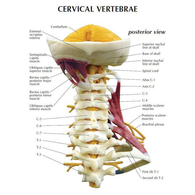 Cervical vertebrae 7