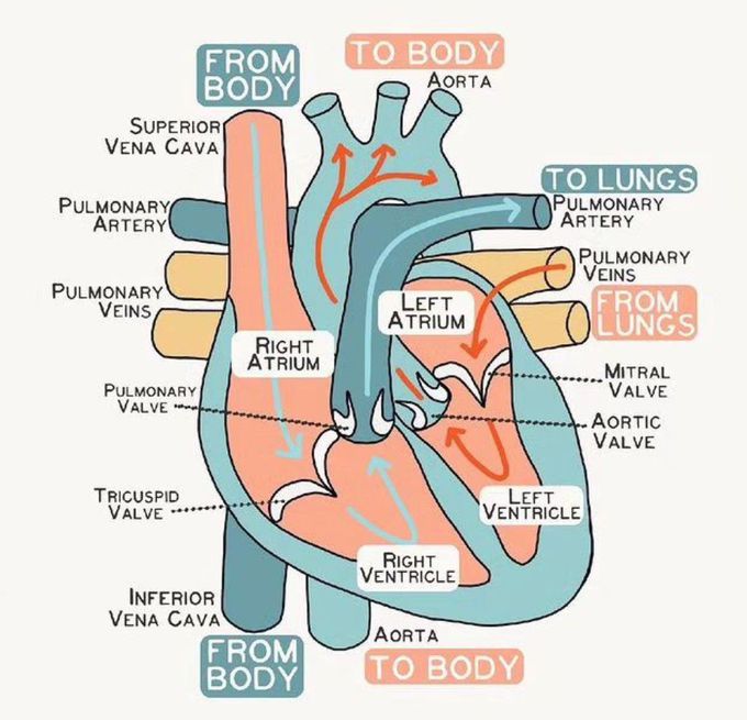 Anatomy of the Heart