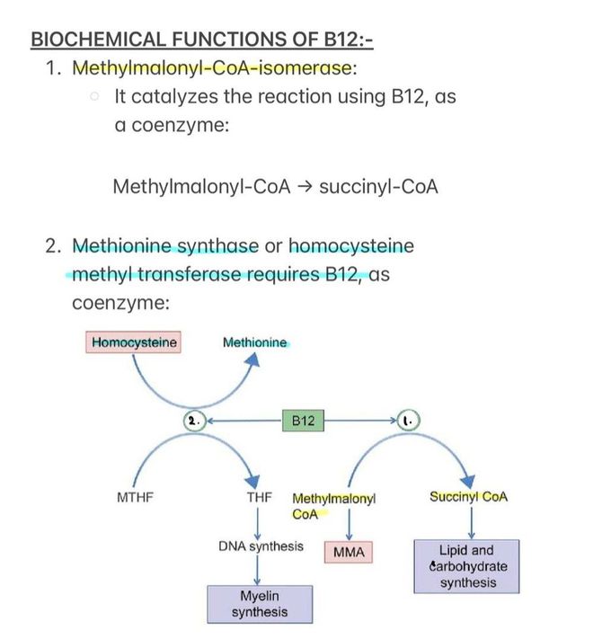Biochemical Function of B12