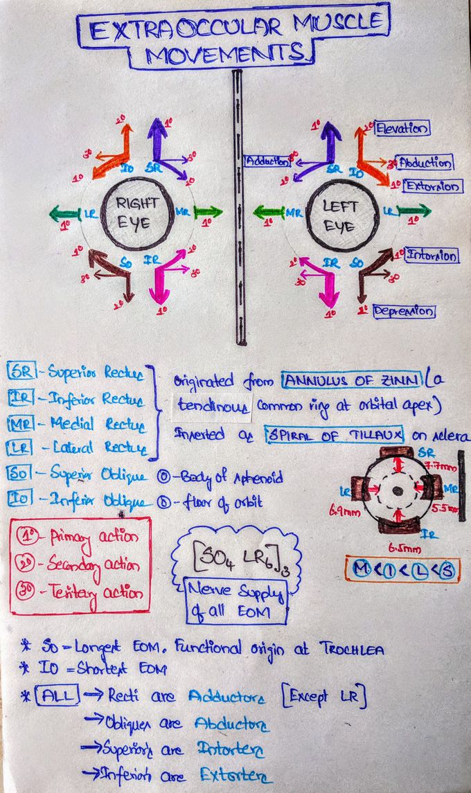 Eye Movements