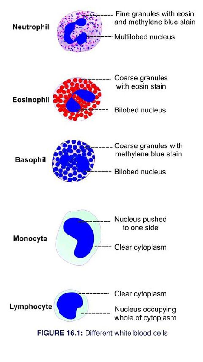 Morphology of WBC (leukocyte)