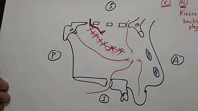 Nose blood supply { kiessel bach's plexus } and it's clinical