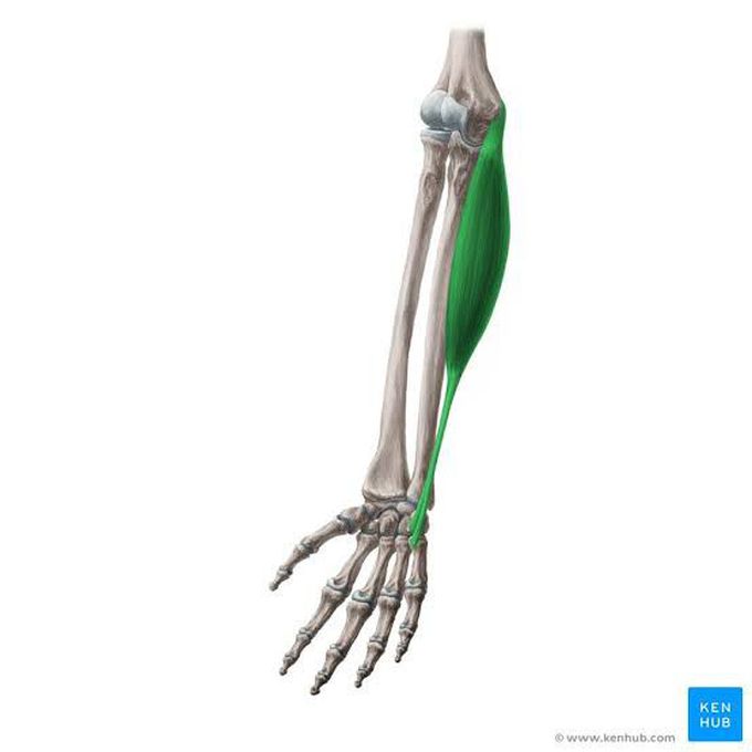 Flexor carpi ulnaris