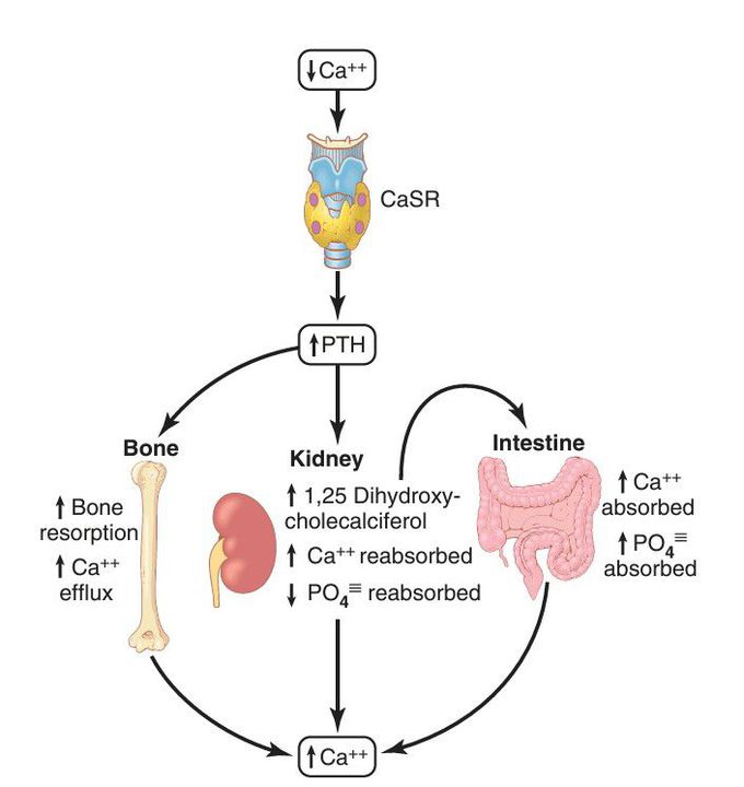 Parathyroid hormone