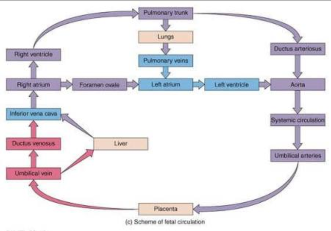 fetal circulation