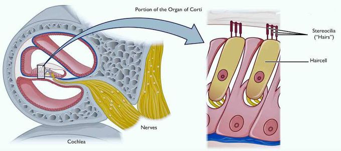 Treatment of ototoxicity