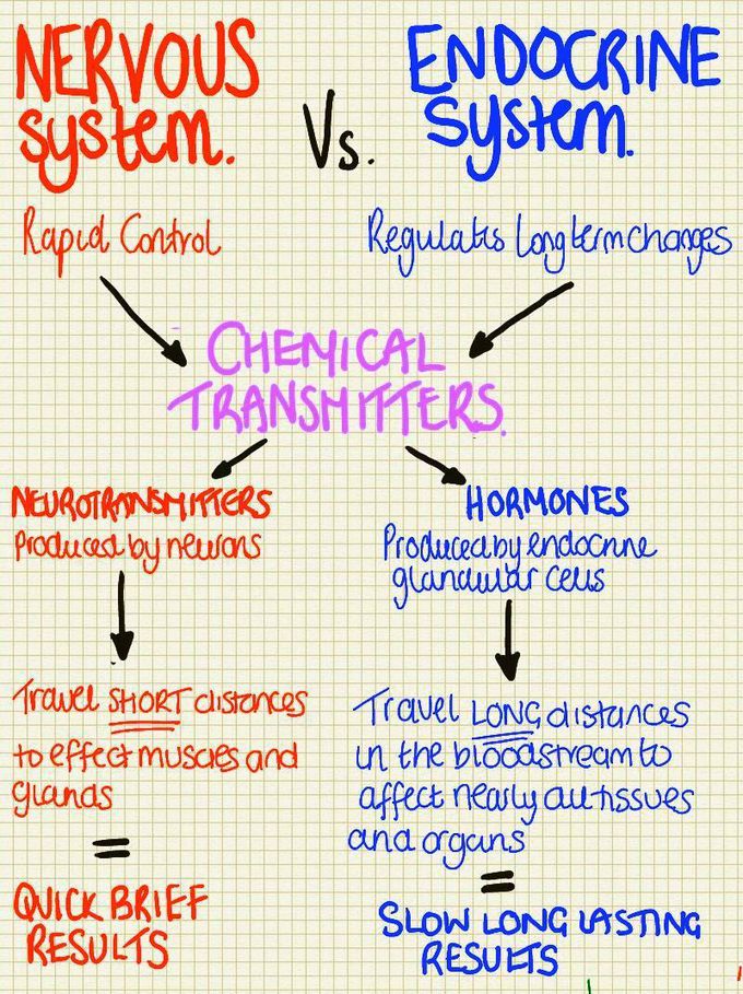 Difference between the endocrine system & Nervous system