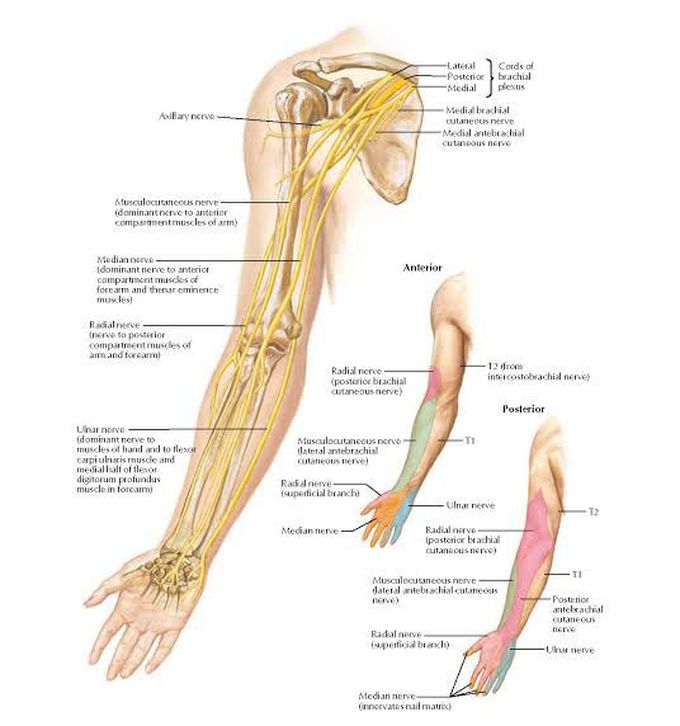 Nerves of Upper Limb