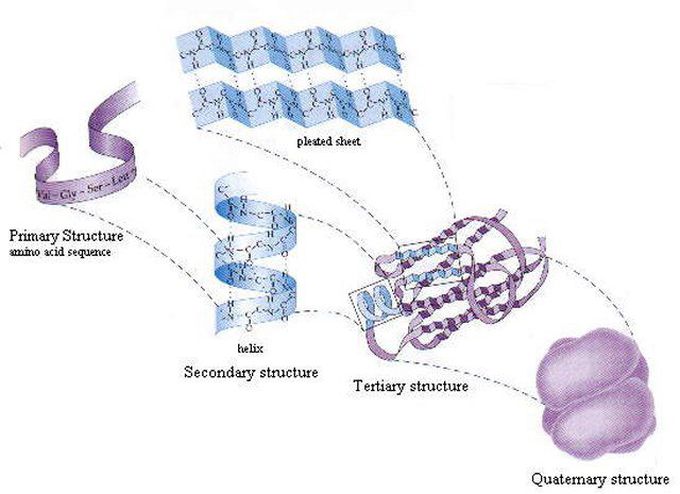 The protein structure