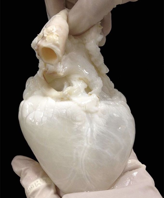 The Ghost Heart!