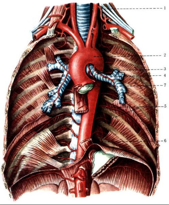 Circulatory System