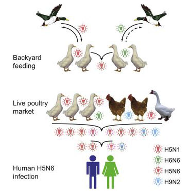 Avian influenza