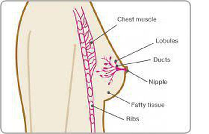 Duct ectasia  Breast Cancer Now
