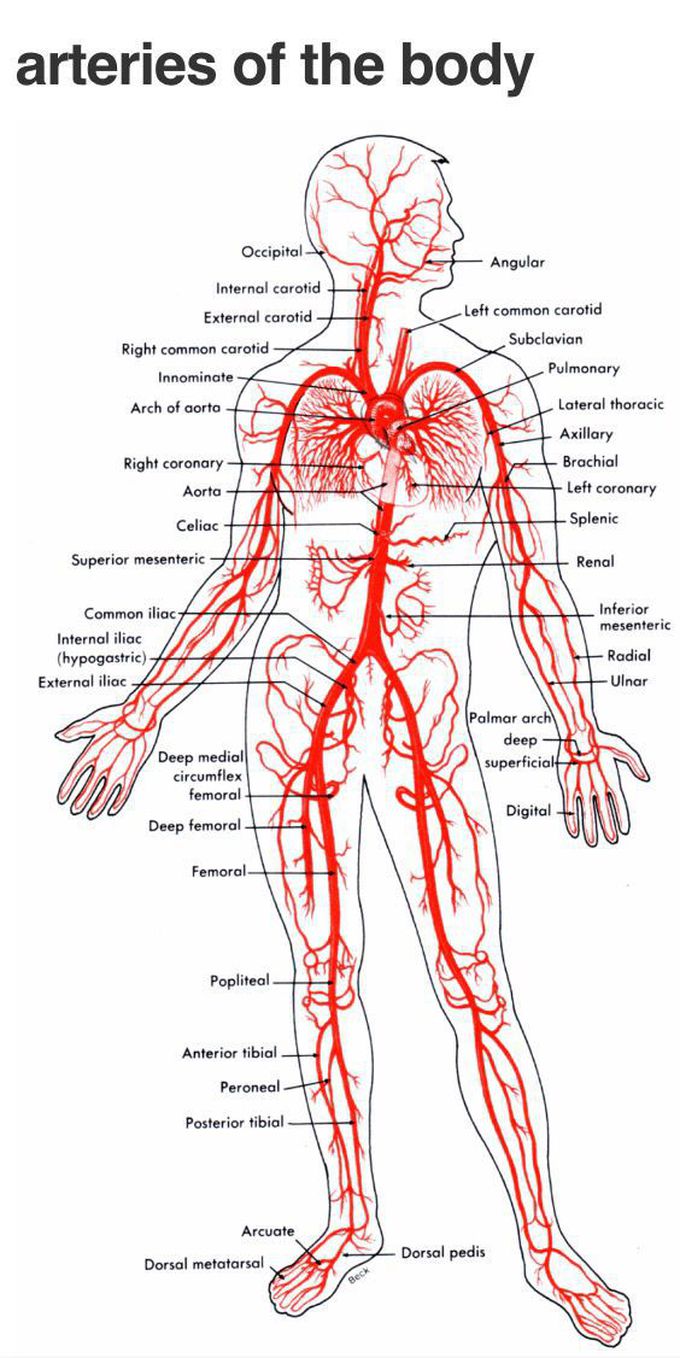 Arteries of the Body