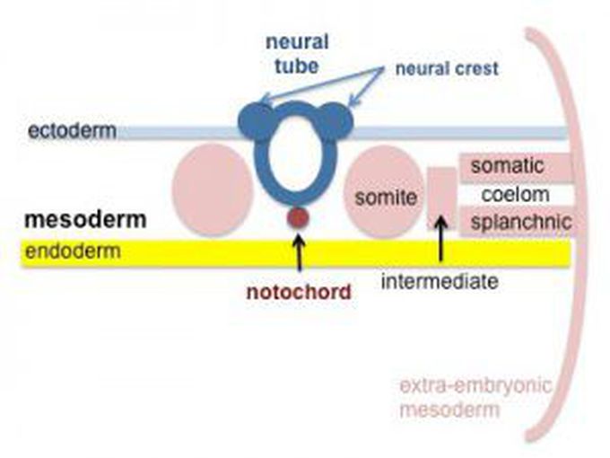 Neurulation