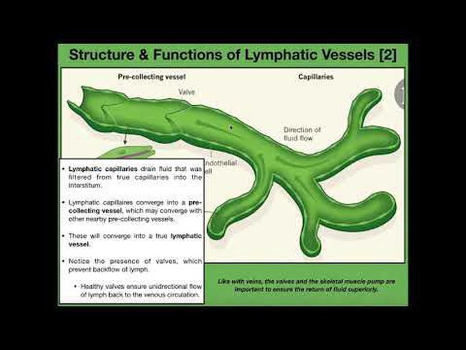 Introduction to Anatomy of Lymphatic Vessels