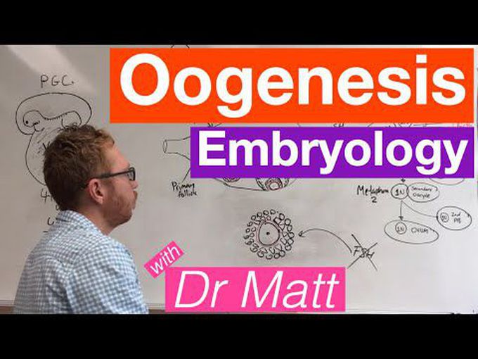 Female Gametogenesis (Oogenesis)