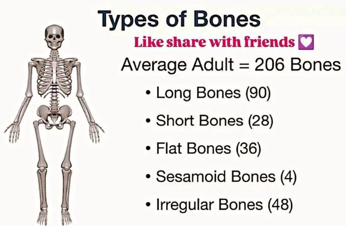 Types of Bones