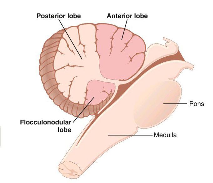 Cerebellum