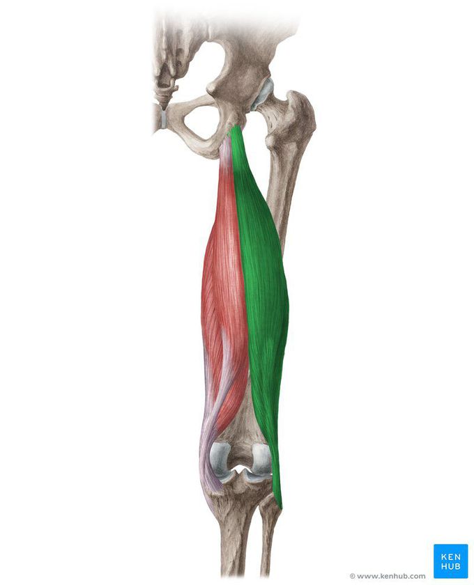 Biceps femoris