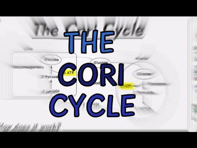 The Cori Cycle