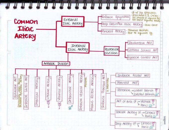 Save this post...Know the branches of Common Iliac artery in easy way