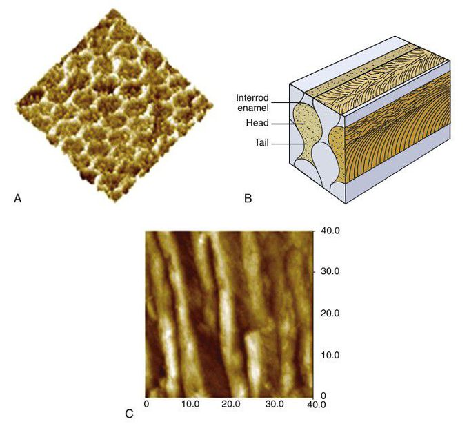 Enamel microstructure