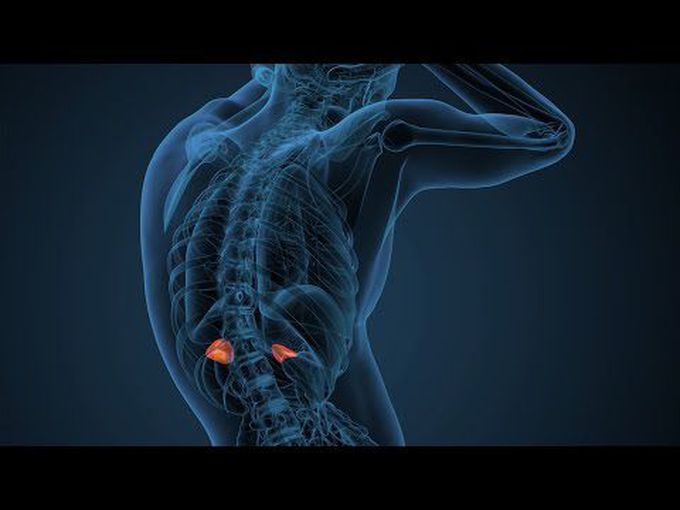 The Adrenal hormones