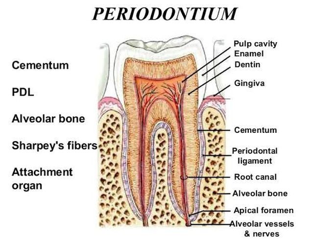 Periodontium