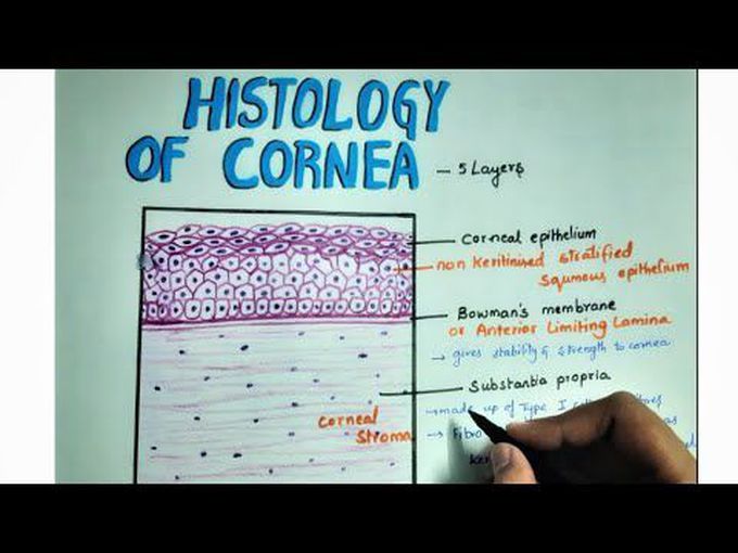 Histology- Cornea