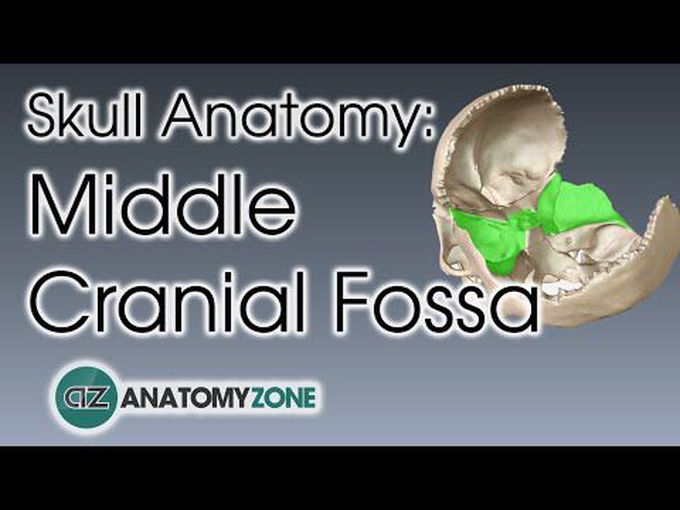 Middle cranial fossa: A 3D tutorial