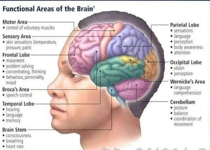 Functional areas of brain