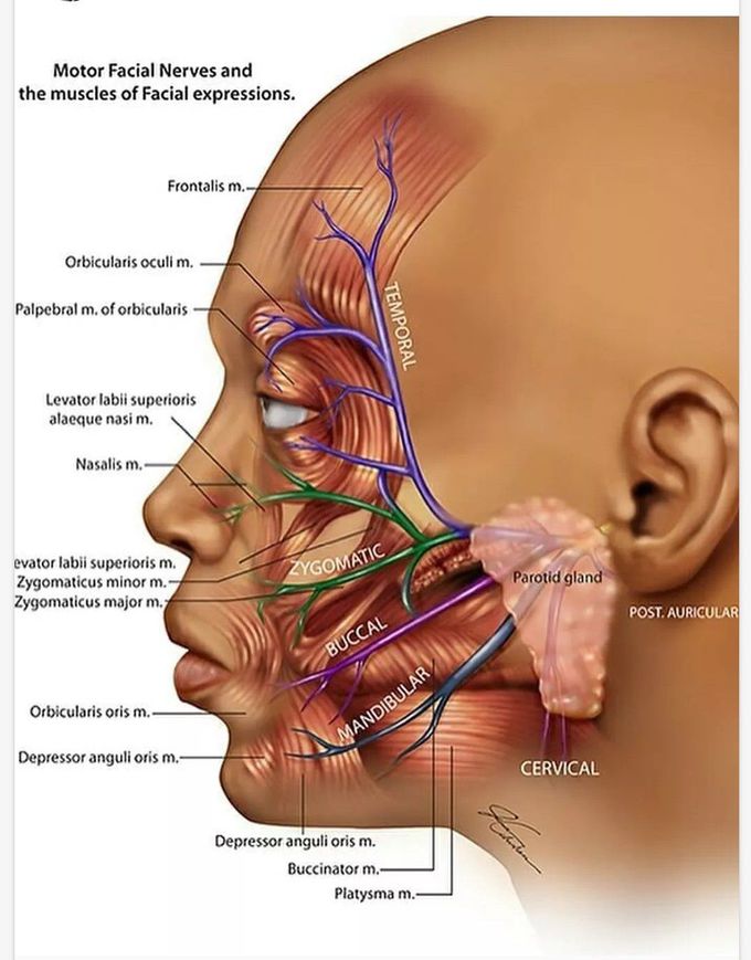 Anatomy of facial nerve