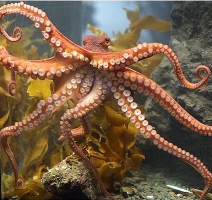 An octopus has 9 brains,3 hearts and blue blood..