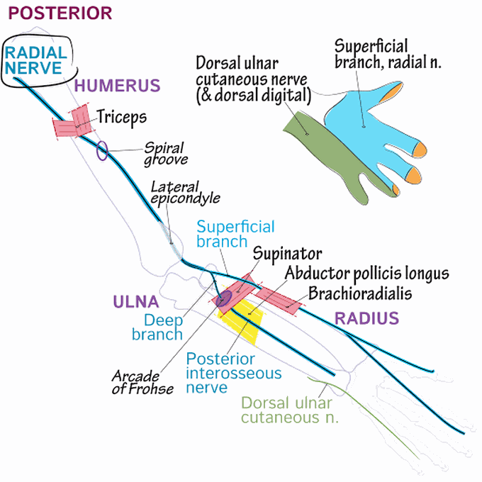 Posterior nerves of upper arm