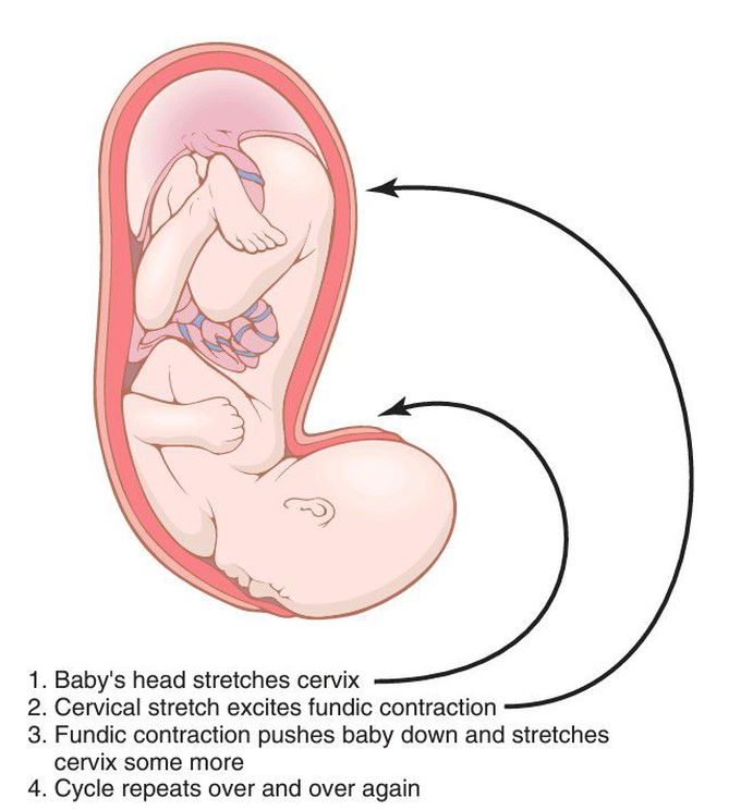 Labour contractions