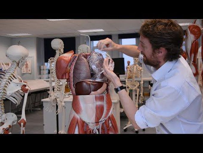 Pleura (anatomy)
