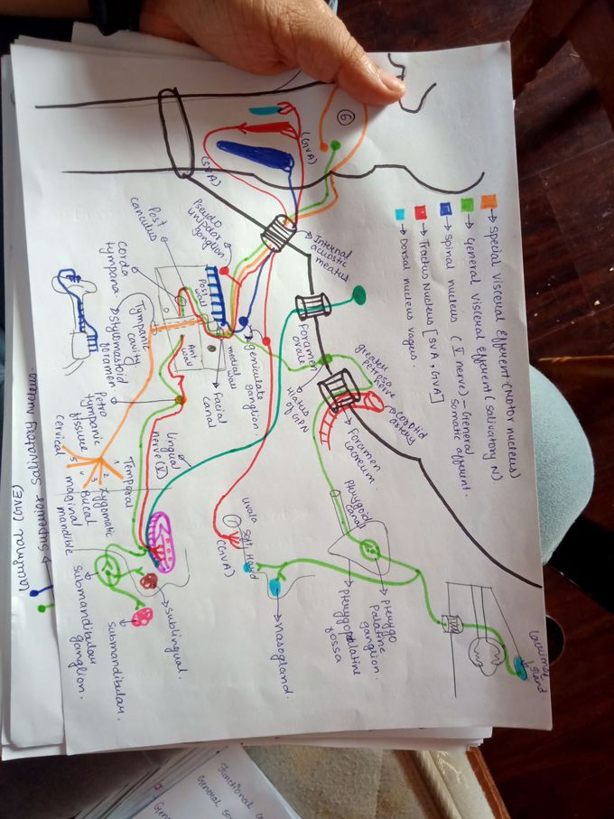 Facial nerve