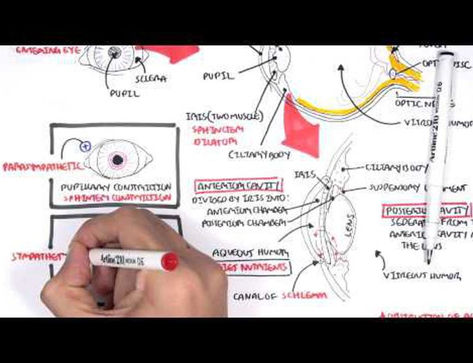 An overview of the Eyeball