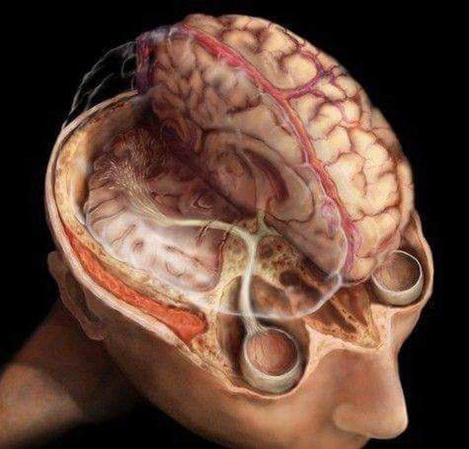 Anatomy