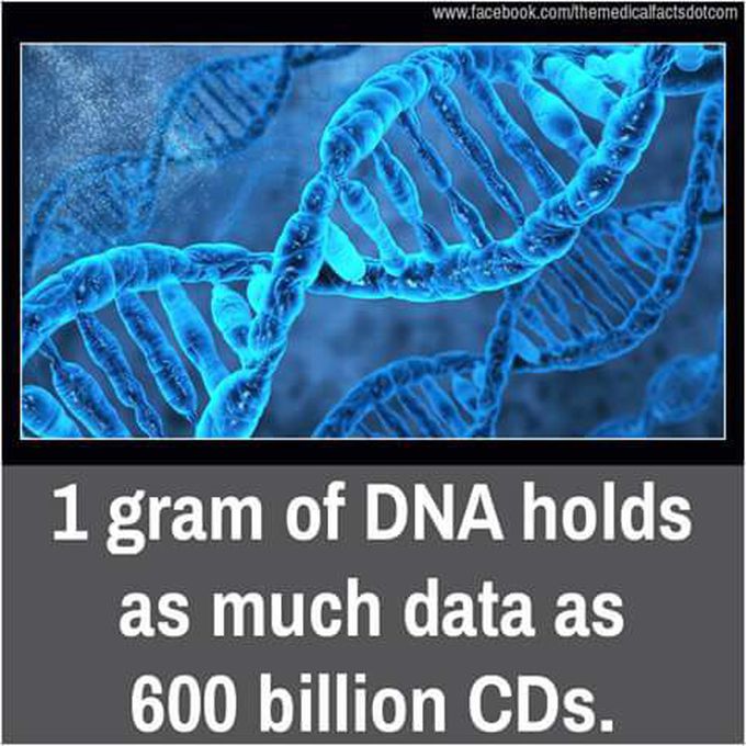 The DNA