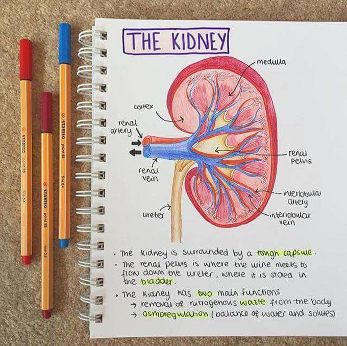Kidney